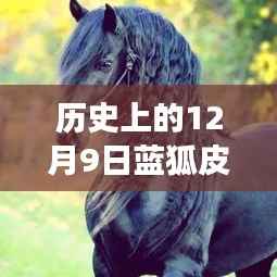 历史上的12月9日蓝狐皮最新价格，历史上的12月9日蓝狐皮最新价格，探寻珍稀皮革的时空之旅