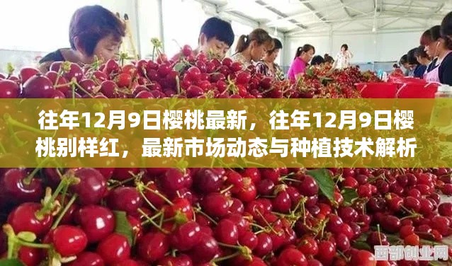 『往年12月9日樱桃市场最新动态与种植技术解析，别样红的市场趋势』