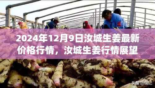 汝城生姜行情展望，最新价格分析与预测（2024年12月9日）
