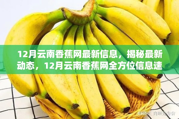 揭秘最新动态,12月云南香蕉网全方位信息速递