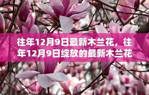 往年12月9日最新木兰花绽放盛景
