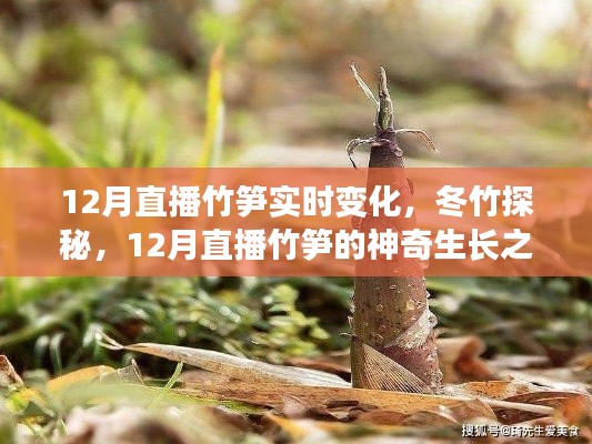 冬竹探秘,12月竹笋神奇生长之旅实时直播