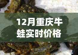 揭秘重庆牛蛙市场,最新行情与价格走势分析(12月版)