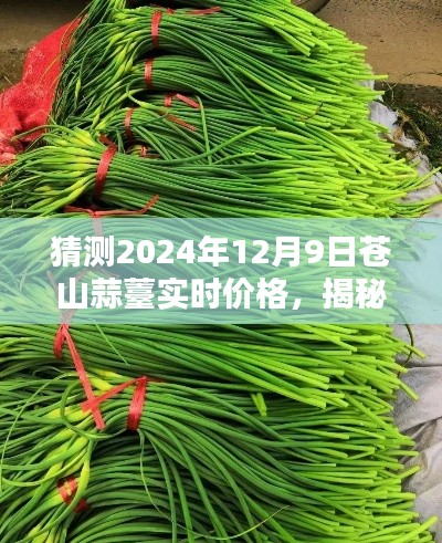 揭秘未来苍山蒜薹价格走势，预测苍山蒜薹在2024年12月9日的实时价格揭秘。