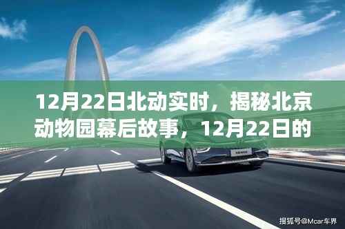 揭秘北京动物园幕后故事，动物王国的实时探秘之旅（12月22日）