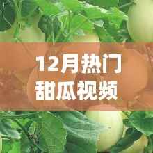揭秘热门甜瓜视频背后的故事，甜蜜视觉盛宴的十二月回顾