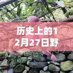 历史上的野果热潮，12月27日的独特魅力时刻