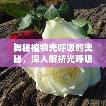 揭秘植物光呼吸的奥秘,深入解析光呼吸专题