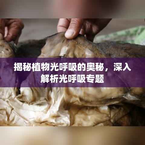 揭秘植物光呼吸的奥秘,深入解析光呼吸专题