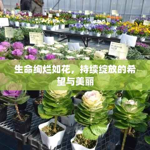 生命绚烂如花,持续绽放的希望与美丽