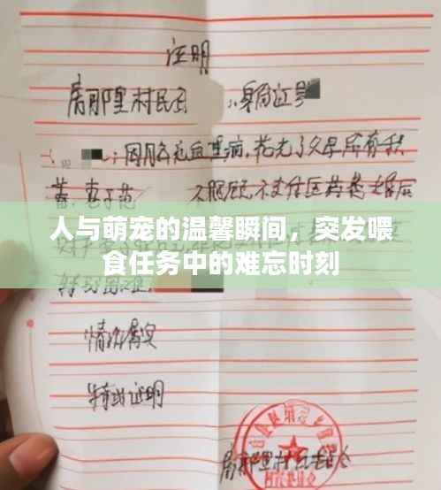 人与萌宠的温馨瞬间,突发喂食任务中的难忘时刻