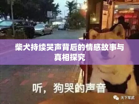 柴犬持续哭声背后的情感故事与真相探究