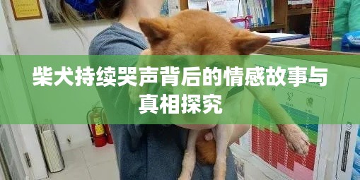 柴犬持续哭声背后的情感故事与真相探究