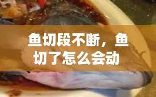 鱼切段不断,鱼切了怎么会动