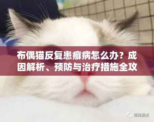 布偶猫反复患癣病怎么办?成因解析、预防与治疗措施全攻略!
