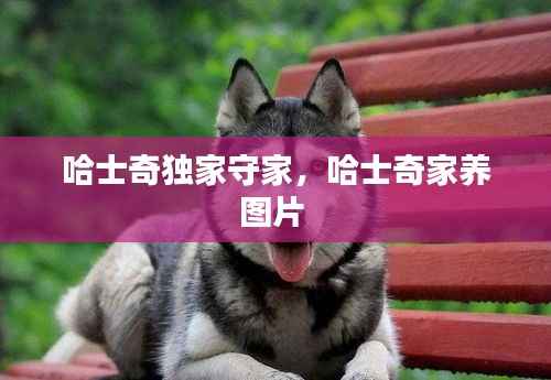 哈士奇独家守家，哈士奇家养图片 