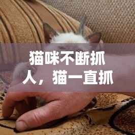 猫咪不断抓人，猫一直抓人手 
