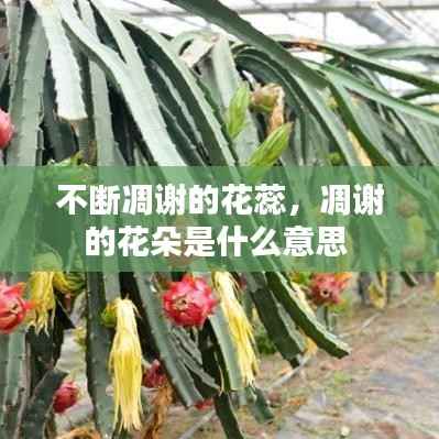 不断凋谢的花蕊，凋谢的花朵是什么意思 