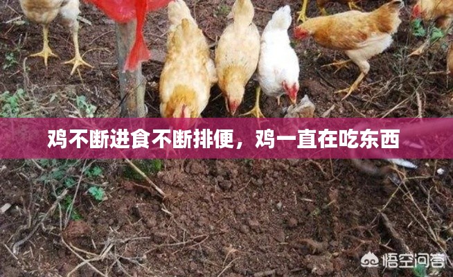 鸡不断进食不断排便,鸡一直在吃东西