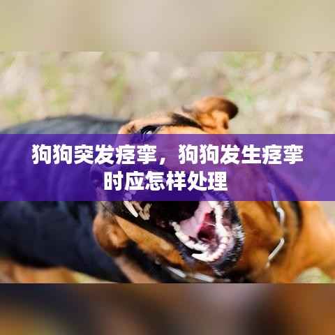 狗狗突发痉挛，狗狗发生痉挛时应怎样处理 