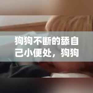 狗狗不断的舔自己小便处,狗狗总是舔小便