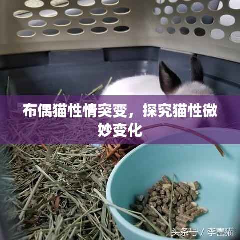 布偶猫性情突变,探究猫性微妙变化