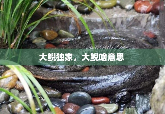 大鲵独家，大鲵啥意思 