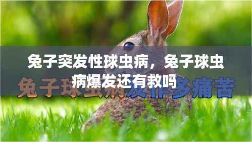 兔子突发性球虫病，兔子球虫病爆发还有救吗 