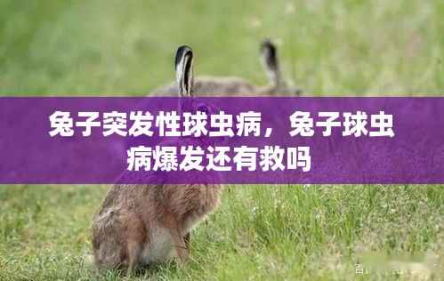 兔子突发性球虫病,兔子球虫病爆发还有救吗