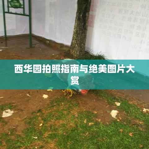 西华园拍照指南与绝美图片大赏