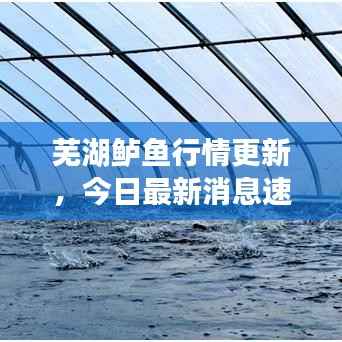 芜湖鲈鱼行情更新，今日最新消息速递