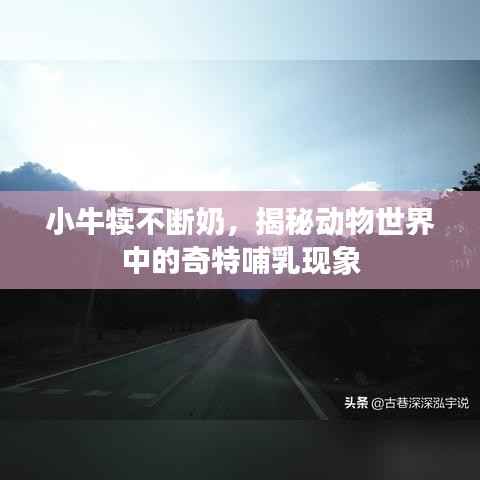 小牛犊不断奶，揭秘动物世界中的奇特哺乳现象