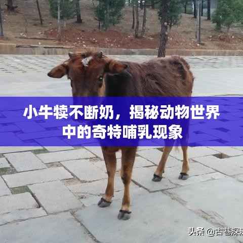 小牛犊不断奶,揭秘动物世界中的奇特哺乳现象