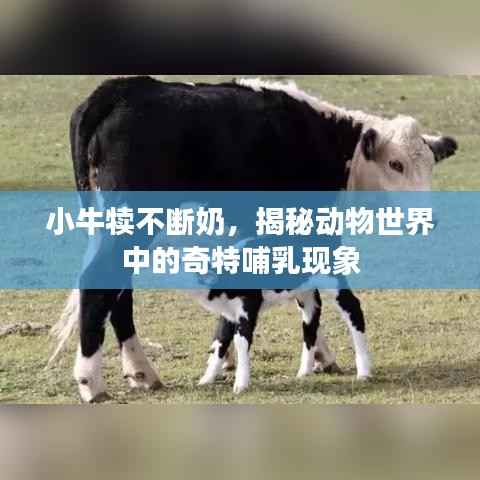 小牛犊不断奶,揭秘动物世界中的奇特哺乳现象