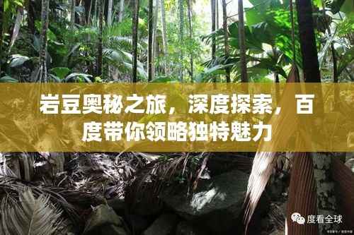 岩豆奥秘之旅，深度探索，百度带你领略独特魅力
