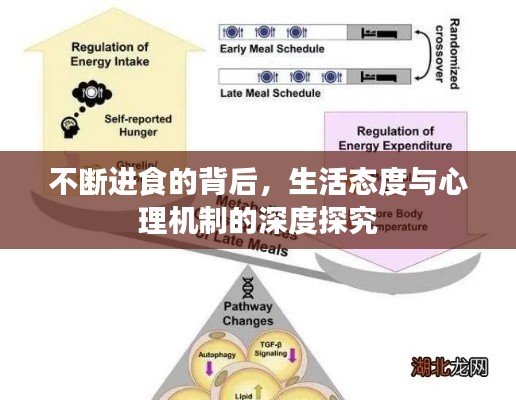 不断进食的背后，生活态度与心理机制的深度探究