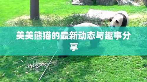 美美熊猫的最新动态与趣事分享