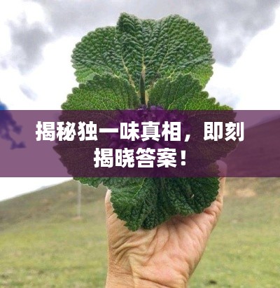 揭秘独一味真相，即刻揭晓答案！