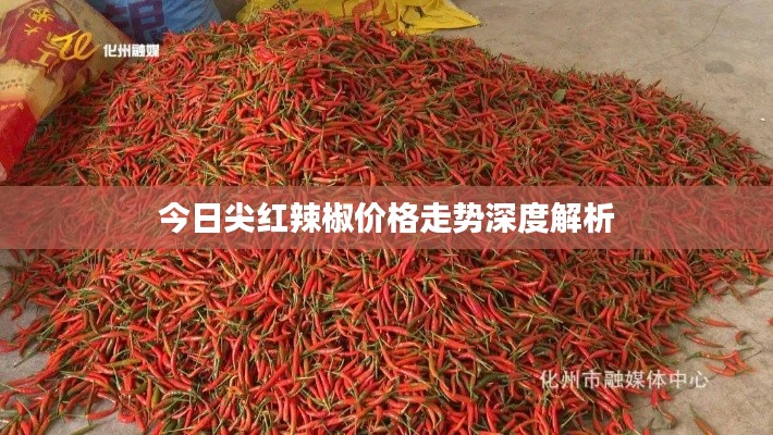 今日尖红辣椒价格走势深度解析
