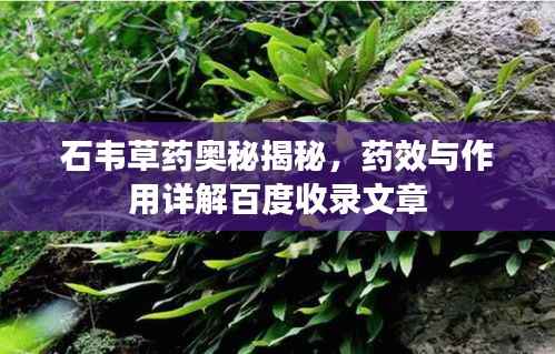 石韦草药奥秘揭秘,药效与作用详解百度收录文章