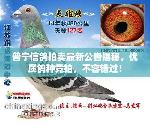 普宁信鸽拍卖最新公告揭秘，优质鸽种竞拍，不容错过！
