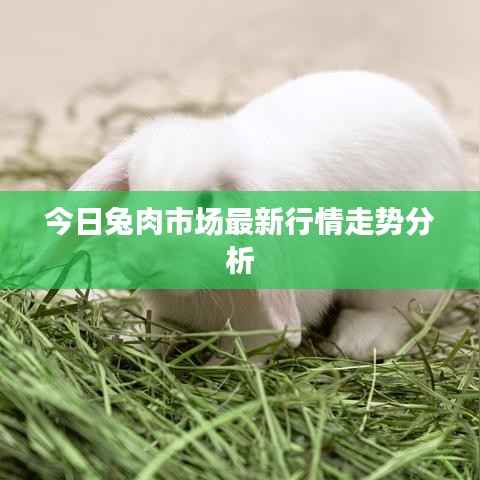 今日兔肉市场最新行情走势分析