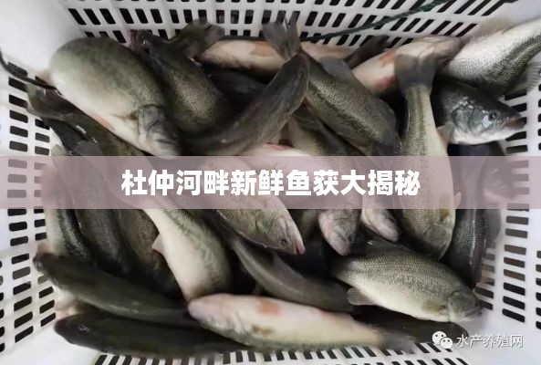 杜仲河畔新鲜鱼获大揭秘