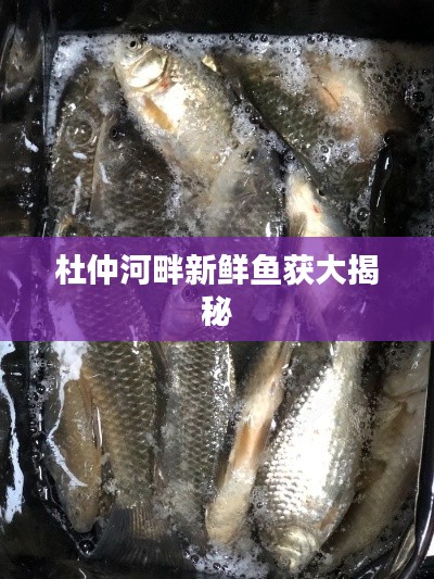 杜仲河畔新鲜鱼获大揭秘