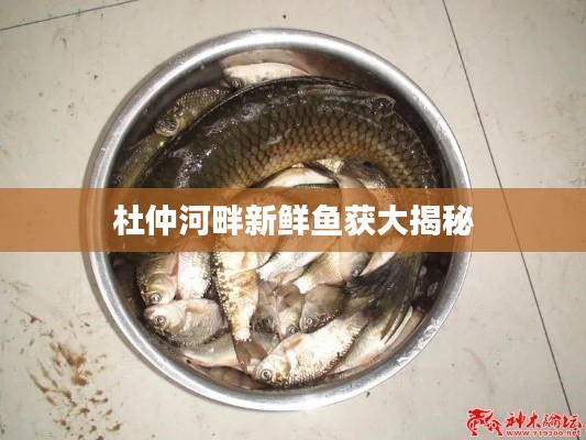 杜仲河畔新鲜鱼获大揭秘