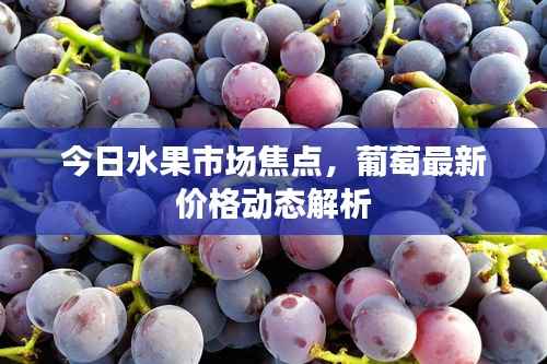 今日水果市场焦点,葡萄最新价格动态解析