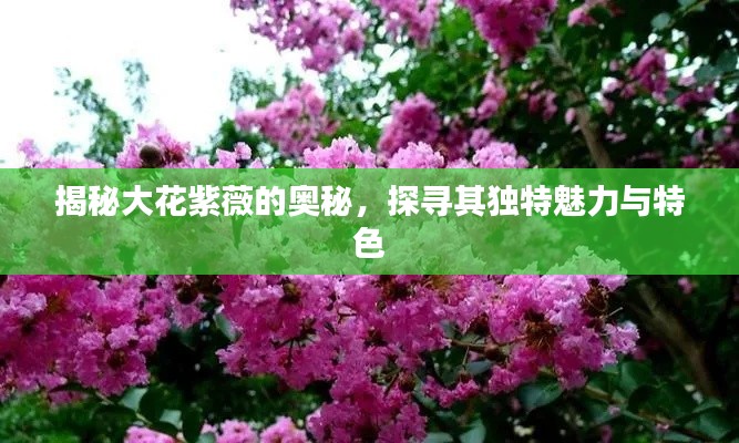 揭秘大花紫薇的奥秘，探寻其独特魅力与特色