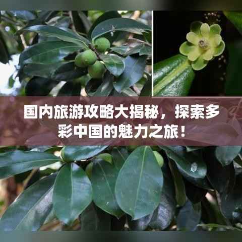 国内旅游攻略大揭秘,探索多彩中国的魅力之旅!