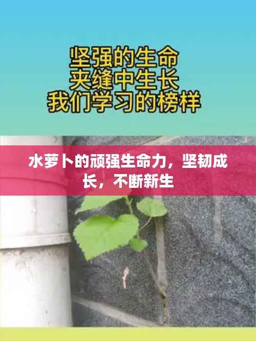 水萝卜的顽强生命力,坚韧成长,不断新生
