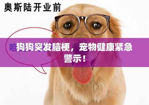 狗狗突发脑梗，宠物健康紧急警示！